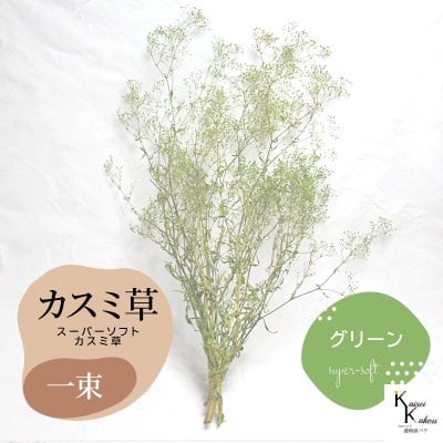 メール便で発送 「大地農園 スーパーソフトミニカスミ草 グリーン 1束 」 ドライフラワー 花材 ハーバリウム 素材 小さいお花 アレンジメント ギフト 母の日 お誕生日 オオチノウエン プリザーブドフラワー プリザーブド プリザ かすみそう カスミ ハンドメイド