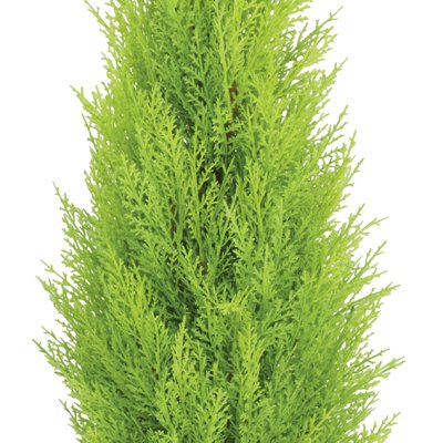 人工観葉植物　ゴールドクレスト90ｃｍ
