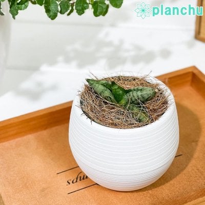 PLANCHU 多肉植物 サンセベリア ボンセレンシス スーパードワーフ 3号丸鉢 受け皿付き 育て方説明書付き Sansevieria ‘Boncellensis Super Dwarf’ サンスベリア