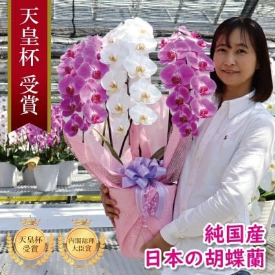 希少 純国産 胡蝶蘭 花持ち長い 大輪3本立ち 30輪～ 22,800円【愛珠(あいじゅ)】 紅白MIX(黄色リップ) 画像配信あり 産地直送 お祝い 花 贈り物 母の日ギフト 縁起良い 長寿祝 開店祝 開業祝 移転祝 就任祝 昇進祝 当選祝 当日発送 日本橋 銀座 王立園芸協会登録商品