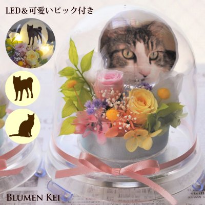 送料無料 お供え花 仏花 花 プリザーブドフラワー ペットフルール／写真印刷無料 写真 フォト メッセージカード無料 LED 光る ギフト プレゼント お盆 初盆 お供え お彼岸 ご霊前 一周忌 三回忌 法事 仏壇 洋風 お仏壇 お悔やみ アレンジ ペット ドーム カプセル 御供え