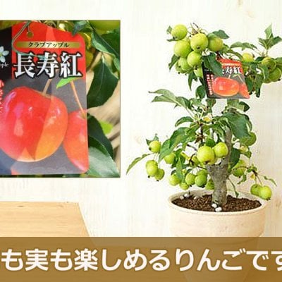 母の日プレゼントお誕生日プレゼントに2026年ギフトお誕生日プレゼントに　赤いみに林檎ギフトに長寿紅りんご鉢植え　お届けは9月から1２月は実付きです