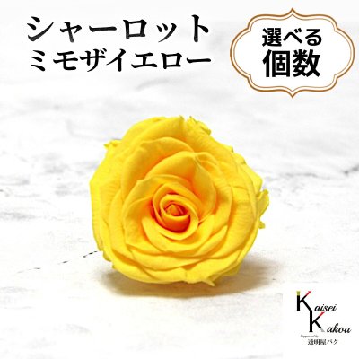 大地農園！プリザーブドフラワー 「シャーロット ミモザイエロー 選べる個数」 プリザ 花材 ハーバリウム おしゃれ 黄色 イエロー バラ  かわいい プレゼント 贈り物 オオチノウエン