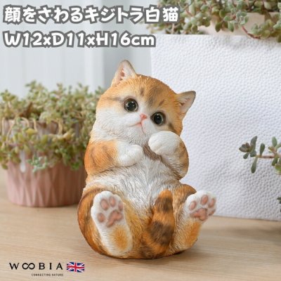 置物 顔をさわるキジトラ白猫 ネコ 高さ16cm woobia ウービア 大きい かわいい おしゃれ ガーデン インテリア オブジェ 可愛い プレゼント 北欧 玄関 雑貨 動物 モダン 面白い 庭 ギフト 屋外 家 リアル 玄関先 ガーデンオーナメント