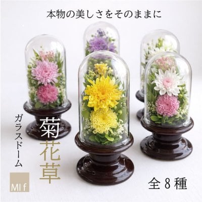 仏花　プリザーブドフラワー　ガラスドーム　 お供え「菊花草」