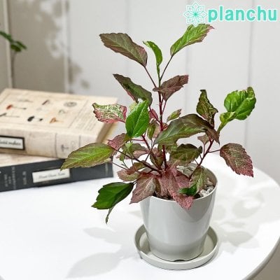 観葉植物専門店 プランチュ - プレゼント&ギフトのギフトモール(20 観葉植物専門店 プランチュ - プレゼント&ギフトのギフトモール(20