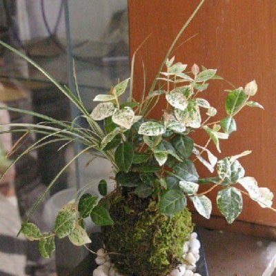 苔玉 色々な葉色を楽しめる苔玉 ハツユキ（初雪）カズラ・白竜の寄せ植え苔玉 選べる器セット 敷石つき 黒備前 黒角器 手軽 初心者 入門 こけだま 苔 こけ コケ コケダマ こけ玉 観葉植物 初雪カズラ ハツユキカズラ はつゆきかずら