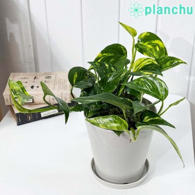 PLANCHU 観葉植物 ポトス シエスタ 5号鉢 受け皿付き 育て方説明書付き PVP Epipremnum aureum ‘Siesta’ エピプレムナム アロイド