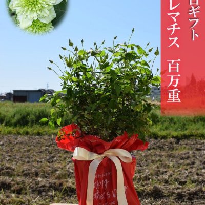 造花・アートフラワー 赤いバラと白いクレマチス バスケット 造花・アートフラワー 赤いバラと白いクレマチス バスケット