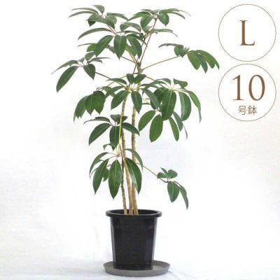 2026年版】結婚祝い 3万円 観葉植物のプレゼント おすすめ人気 