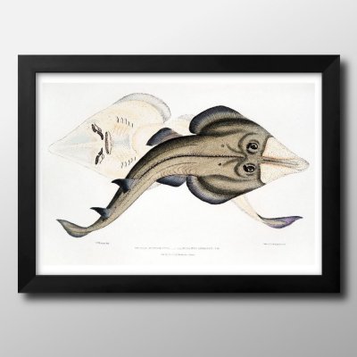 海洋生物 ビンテージイラスト A3 サイズ ポスター アート おしゃれ 絵画 インテリア 北欧 イラスト マット紙 艶消し アートパネル 額 フレーム デザイン 壁掛け ギフト 新築祝い ディスプレイ 引越し祝い　新生活　空間デザイン 