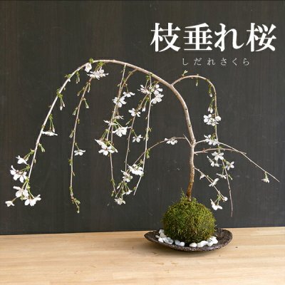 苔玉・枝垂れ桜（富士桜）器セット（くらま器）おうち時間 巣ごもり時間 苔 こけ コケダマ こけ玉 こけだま しだれざくら シダレザクラ ふじさくら フジサクラ 桜 さくら サクラ