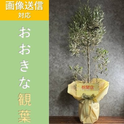 【ビッグサイズ】おまかせ観葉植物10号鉢【開店祝い】上司 両親 お祝い 結婚祝い 開業祝い 発表会 送別会 引越し祝い 新築祝い 結婚記念日 誕生日 退職祝い ギフト プレゼント 豪華 母の日 敬老の日　クリスマス　父の日