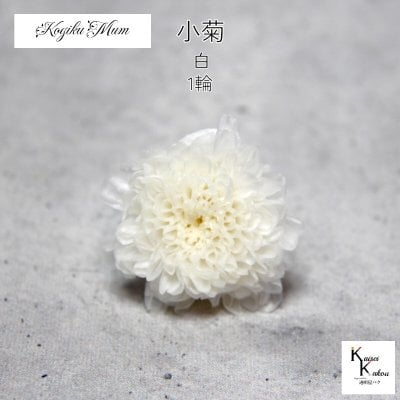 大地農園「小菊 白 1輪」プリザーブドフラワー　プリザ　ハーバリウム　小花 ドライフラワー ハーバリウム アロマワックスバー