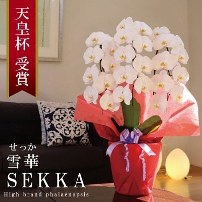 純国産 胡蝶蘭 花持ち長い 大輪3本立ち 27輪～ 16,800円 白【雪華(せっか)】 画像配信あり 産地直送 お祝い プレゼント 花 ギフト 贈り物 敬老の日ギフト お供え お誕生日 開店祝い 開業祝い 移転祝い 就任祝い 昇進祝い 当選祝い 当日発送 日本橋 銀座 王立園芸協会登録商品