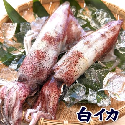 山陰の白イカ（冷凍）大 ２杯 300ｇ 個包装 送料無料　※北海道、東北、沖縄は送料別途加算 白いか ケンサキ けんさき 剣先 白 イカ いか 烏賊 剣先イカ ケンサキイカ シロイカ 刺身 刺し身 お刺身 さしみ おさしみ  おさしみ お取り寄せ ご褒美 海鮮丼の具 お歳暮 内祝い 誕生日 お中元 お祝い 結婚祝い 還暦祝い プレゼント ギフト 内祝い 