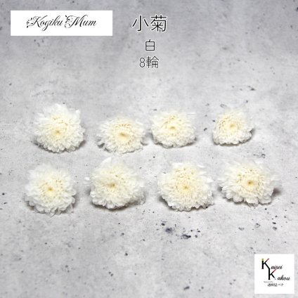 大地農園「小菊 白 8輪」プリザーブドフラワー　プリザ　ハーバリウム　小花 ドライフラワー ハーバリウム アロマワックスバー