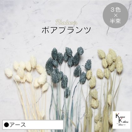 大地農園！プリザーブドフラワー  「ポアプランツ アース (白、ターコイズグリーン、NG) 半束ずつ3色」プリザ 花材 ハーバリウム おしゃれ かわいい プレゼント 贈り物　オオチノウエン