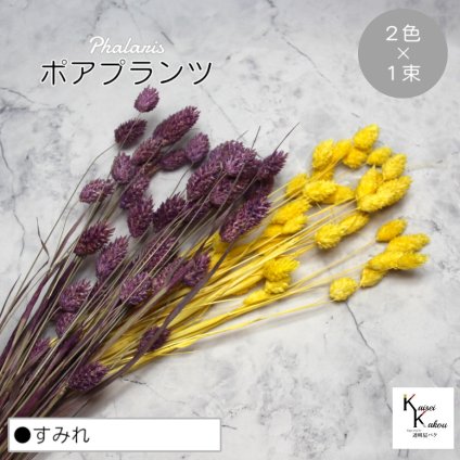 大地農園！プリザーブドフラワー  「ポアプランツ すみれ (パステルイエロー、クラシックパープル) 1束ずつ2色 」プリザ 花材 ハーバリウム おしゃれ かわいい プレゼント 贈り物　オオチノウエン