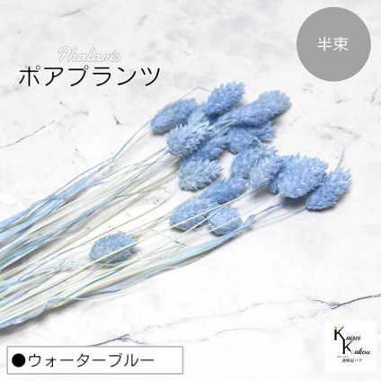 大地農園！プリザーブドフラワー 「ポアプランツ 半束 ウォーターブルー」プリザ 花材 ハーバリウム おしゃれ かわいい プレゼント 贈り物　オオチノウエン