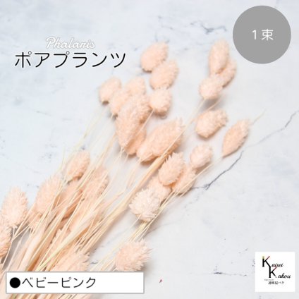 大地農園！プリザーブドフラワー 「ポアプランツ 1束 ベビーピンク」プリザ 花材 ハーバリウム おしゃれ かわいい プレゼント 贈り物　オオチノウエン