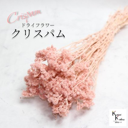 「大地農園 クリスパム シルキーピンク 1束」 ドライフラワー 花材 ハーバリウム 素材 小さいお花 おしゃれ かわいい アレンジメント ギフト 母の日 お誕生日 オオチノウエン