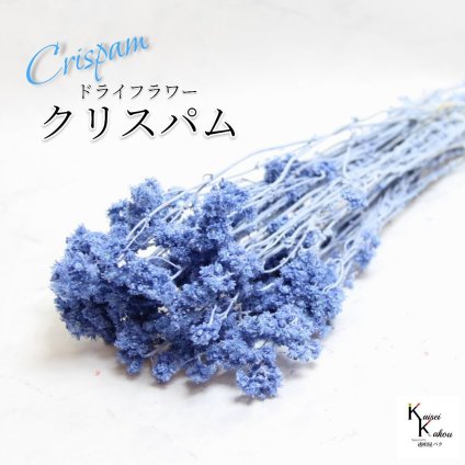 「大地農園 クリスパム ソーダブルー  1束」 ドライフラワー 花材 ハーバリウム 素材 小さいお花 おしゃれ かわいい アレンジメント ギフト 母の日 お誕生日 オオチノウエン