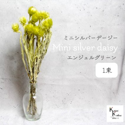 大地農園！プリザーブドフラワー 「ミニシルバーデージー エンジェルグリーン 1束 」 プリザ ギフト 花材 資材 インテリア ハーバリウム プレゼント 贈り物 お見舞い シンプル 材料 フラワーアレンジ アレンジメント 手芸 工作
