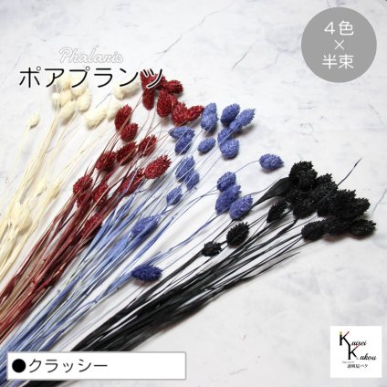 大地農園！プリザーブドフラワー  「ポアプランツ クラッシー (クラシックローズ、黒、白、ネイビー) 半束ずつ4色」プリザ 花材 ハーバリウム おしゃれ かわいい プレゼント 贈り物　オオチノウエン