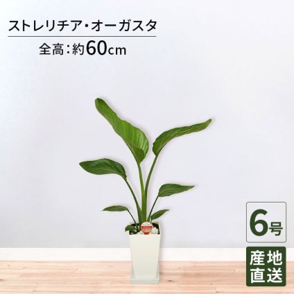 ストレリチア オーガスタ 6号 角プラ 高さ約60cm 観葉植物