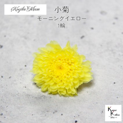 大地農園「小菊 モーニングイエロー 1輪」プリザーブドフラワー　プリザ　ハーバリウム　小花 ドライフラワー ハーバリウム アロマワックスバー