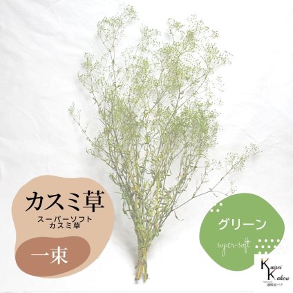 メール便で発送 「大地農園 スーパーソフトミニカスミ草 グリーン 1束 」 ドライフラワー 花材 ハーバリウム 素材 小さいお花 アレンジメント ギフト 母の日 お誕生日 オオチノウエン プリザーブドフラワー プリザーブド プリザ かすみそう カスミ ハンドメイド