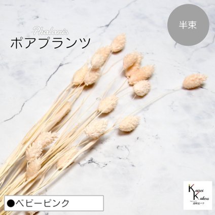 大地農園！プリザーブドフラワー 「ポアプランツ 半束 ベビーピンク」プリザ 花材 ハーバリウム おしゃれ かわいい プレゼント 贈り物　オオチノウエン