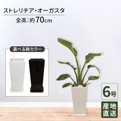 ストレリチア オーガスタ 6号 角高陶器 高さ約70cm 観葉植物
