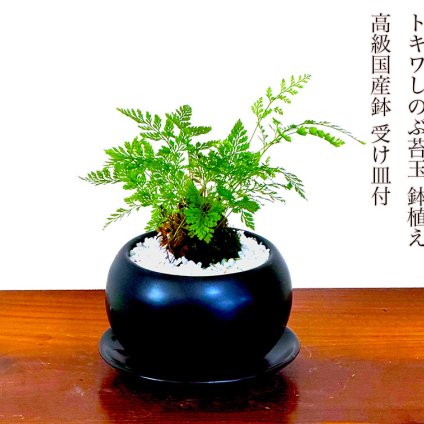 トキワしのぶ 高級鉢植え 縁起の良い植物 ミニ観葉 室内育成 観葉植物 初心者 安心育て方ガイド付 ミニ観葉 Wプレゼント 人気 ギフト インテリアグリーン 【シンボルツリー 誕生日 プレゼント 癒し 観葉 お祝い ギフト 送料無料 ぼんさい】