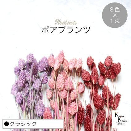 大地農園！プリザーブドフラワー  「ポアプランツ クラシック (クラウドピンク、クラシックローズ、クラシックパープル) 1束ずつ3色」プリザ 花材 ハーバリウム おしゃれ かわいい プレゼント 贈り物　オオチノウエン