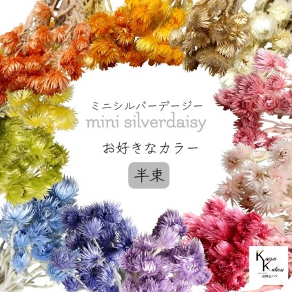 大地農園！プリザーブドフラワー 「ミニシルバーデージー お好きなカラー 半束 」 プリザ ギフト 花材 資材 インテリア ハーバリウム プレゼント 贈り物 お見舞い シンプル 材料 フラワーアレンジ アレンジメント 手芸 工作