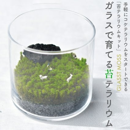 GLASST MOSS (グラストモス) ガラスで育てる苔テラリウム 栽培キット 植物 コケ グラストモス スナゴケ スターターセット ガラス容器 グリーン インテリア GLASSTMOSS 手軽  プレゼント ギフト 女性 男性 父 母 実用的 誕生日 敬老の日 無料ラッピング