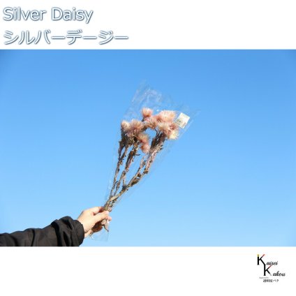 大地農園 ドライフラワー 「シルバーデージー　ツートンピンク　12ｇ 」 プリザ ギフト 花材 資材 インテリア ハーバリウム プレゼント 贈り物 お見舞い シンプル 材料 フラワーアレンジ アレンジメント 手芸 工作