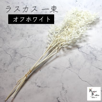 大地農園！ プリザーブドフラワー 「ラスカス オフホワイト 1束」プリザ ドライフラワー 花材 装飾 ハーバリウム おしゃれ かわいい プレゼント 贈り物 オオチノウエン