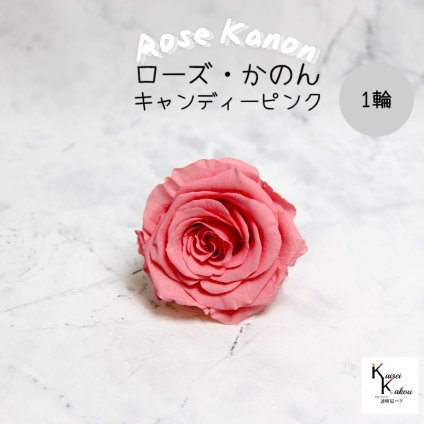 大地農園！プリザーブドフラワー 「ローズかのんL キャンディーピンク 1輪」プリザ 花材 ハーバリウム おしゃれ かわいい プレゼント 贈り物　オオチノウエン