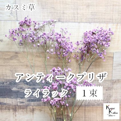 大地農園！プリザーブドフラワー 「アンティークプリザ・カスミ草 1束 ライラック」プリザ カスミ草 カスミソウ 花材 ハーバリウム おしゃれ かわいい プレゼント 贈り物　オオチノウエン