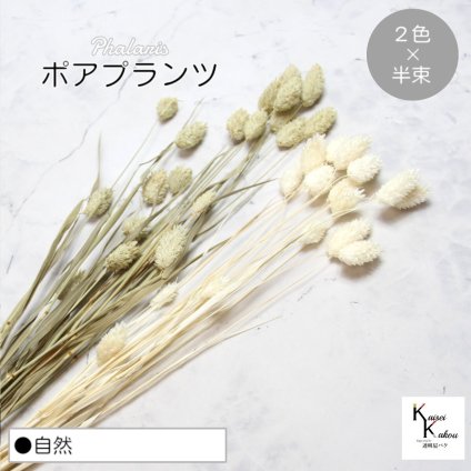 大地農園！プリザーブドフラワー  「ポアプランツ 自然 (NG、白) 半束ずつ2色 」プリザ 花材 ハーバリウム おしゃれ かわいい プレゼント 贈り物　オオチノウエン