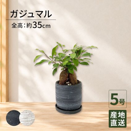 ガジュマル 4号 利休陶器 高さ約25cm 観葉植物