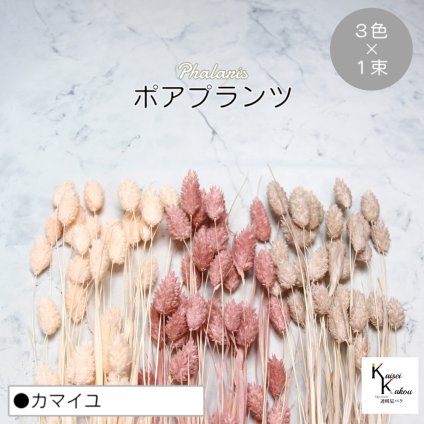 大地農園！プリザーブドフラワー  「ポアプランツ カマイユ (ピンクベージュ、クラウドピンク、ベビーピンク) 1束ずつ3色」プリザ 花材 ハーバリウム おしゃれ かわいい プレゼント 贈り物　オオチノウエン