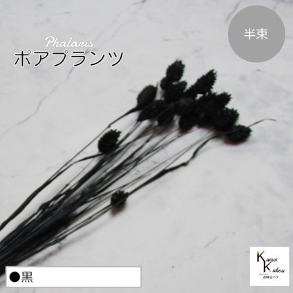 大地農園！プリザーブドフラワー 「ポアプランツ 半束 黒」プリザ 花材 ハーバリウム おしゃれ かわいい プレゼント 贈り物　オオチノウエン