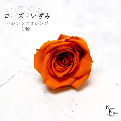 大地農園！プリザーブドフラワー 「ローズいずみ 1輪 バレンシアオレンジ」プリザ 花材 ハーバリウム おしゃれ かわいい プレゼント 贈り物　オオチノウエン バラ 薔薇 ローズ rose