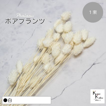 大地農園！プリザーブドフラワー 「ポアプランツ 1束 白」プリザ 花材 ハーバリウム おしゃれ かわいい プレゼント 贈り物　オオチノウエン