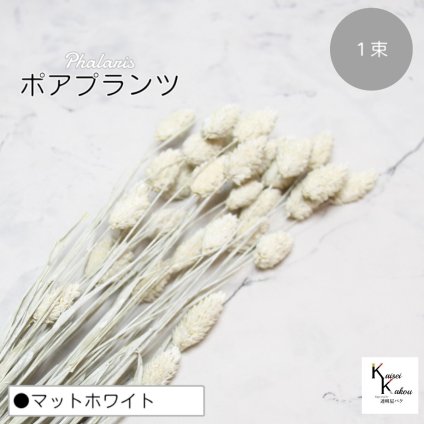 大地農園！プリザーブドフラワー 「ポアプランツ 1束 マットホワイト」プリザ 花材 ハーバリウム おしゃれ かわいい プレゼント 贈り物　オオチノウエン