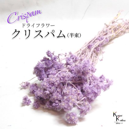 「大地農園 クリスパム エンジェルパープル 半束 」 ドライフラワー 花材 ハーバリウム 素材 小さいお花 おしゃれ かわいい アレンジメント ギフト 母の日 お誕生日 オオチノウエン
